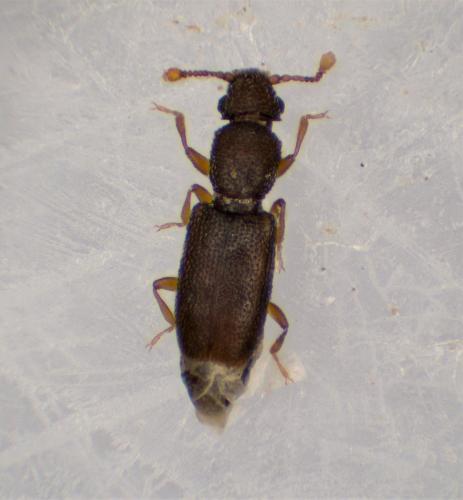 Monotoma longicollis